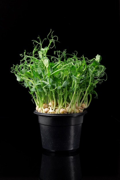 Brotes de guisantes jóvenes en una olla, microgreens, primer plano sobre un fondo oscuro, espacio para texto