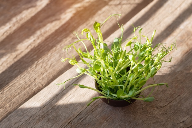 Brotes de guisantes orgánicos frescos que se preparan para comer