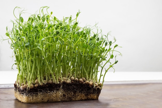 Brotes de guisantes con raíces. De cerca. Cultivo de semillas de guisantes germinados.