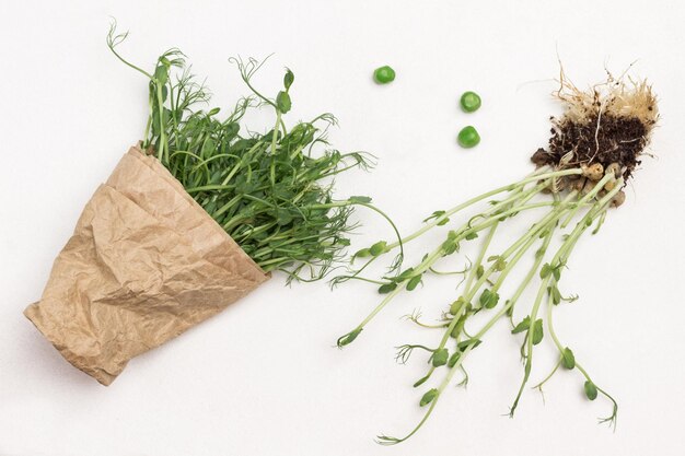 Foto brotes de guisantes con raíces y suelo