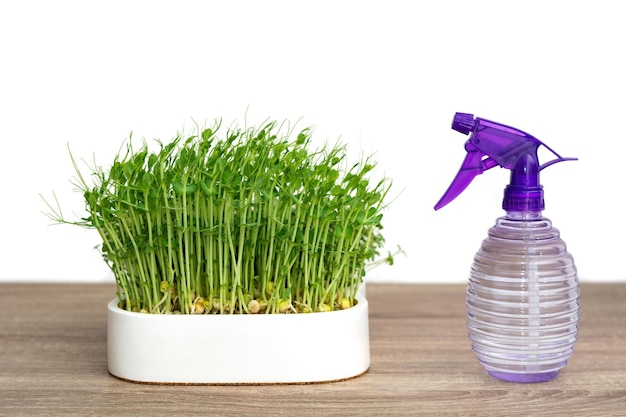 Brotes de guisantes verdes micro en maceta blanca sobre la mesa de madera El concepto de alimentación saludable y alimentos orgánicos