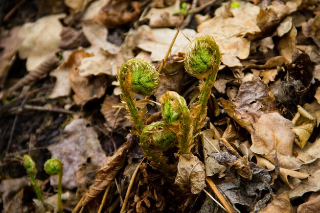 Brotes de helecho en el bosque