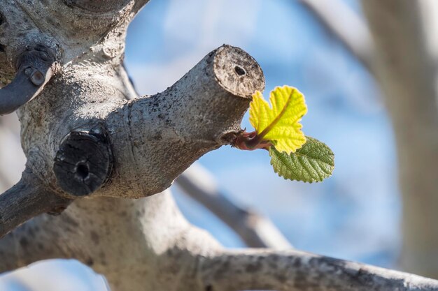 Brotes de higo en primavera