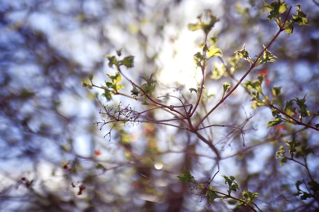 Brotes y hojas en un fondo de primavera de rama de árbol