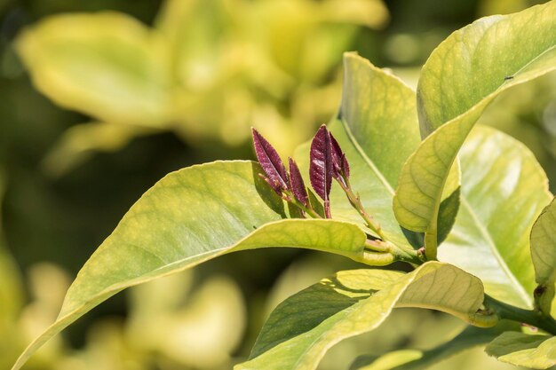 Brotes de hojas de limonero