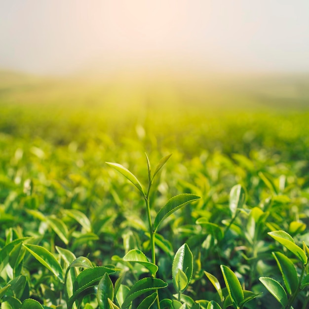 Brotes y hojas de té verde temprano en la mañana en la plantación y el amanecer