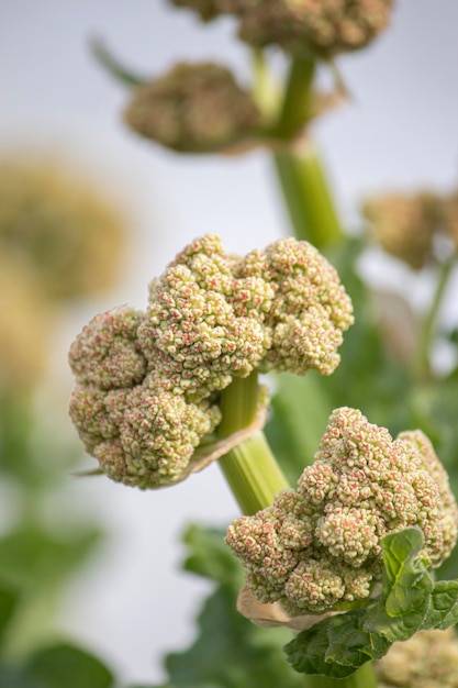 Brotes en la inflorescencia de la planta de ruibarbo contra el cielo