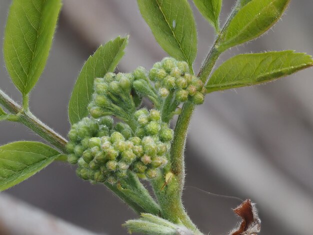 brotes de inflorescencia de rowan rojo