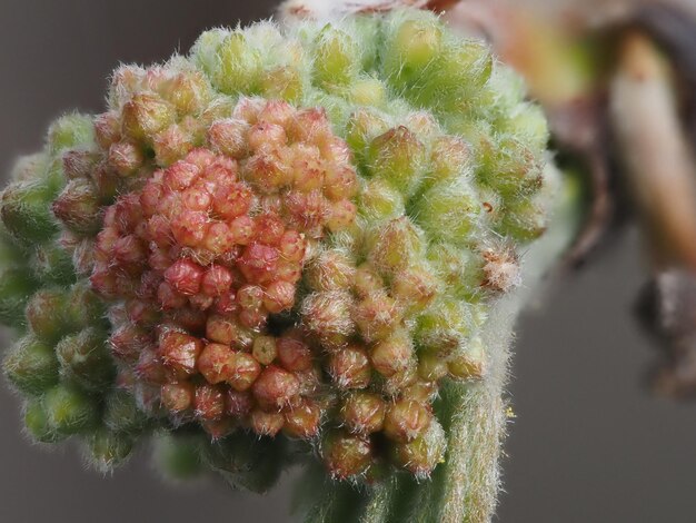 Foto brotes de inflorescencia de rowan rojo