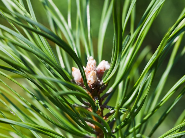 Brotes jóvenes de alerce