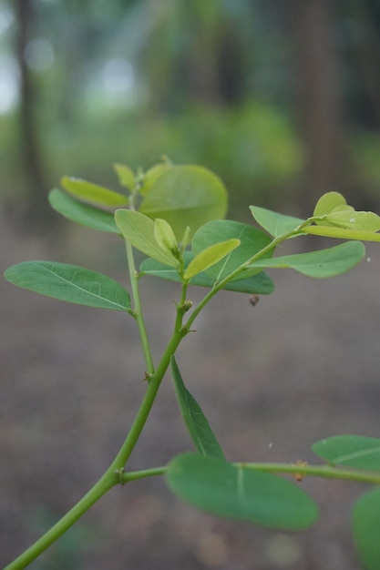 brotes jóvenes de un árbol