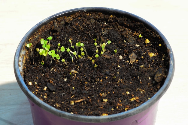 brotes jóvenes, brotes de la basílica brotan en una maceta de plástico.