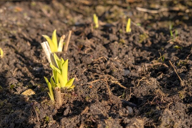 Brotes jóvenes brotes de plantas en la tierra arada en primavera