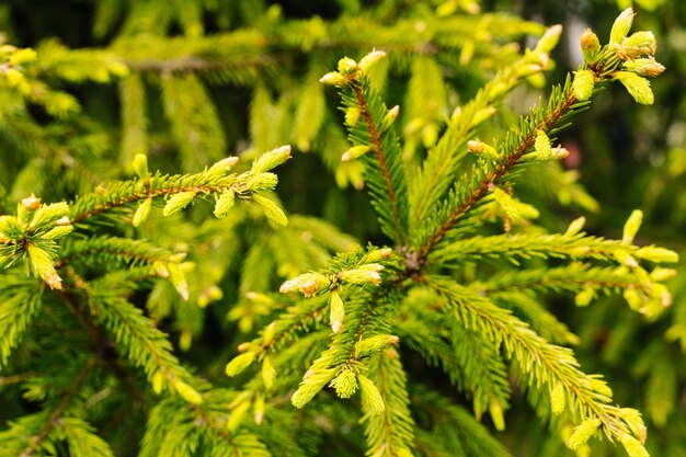 Brotes jóvenes y brotes en las ramas de un árbol de Navidad verde