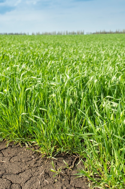 Brotes jóvenes cosecha de primavera