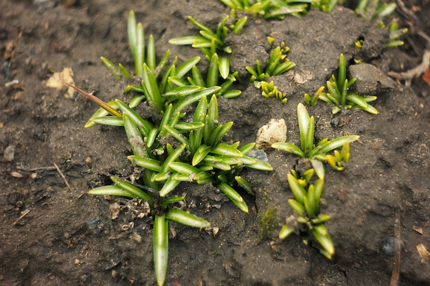 Brotes jóvenes de la hierba. Hierba verde que crece en la tierra congelada.