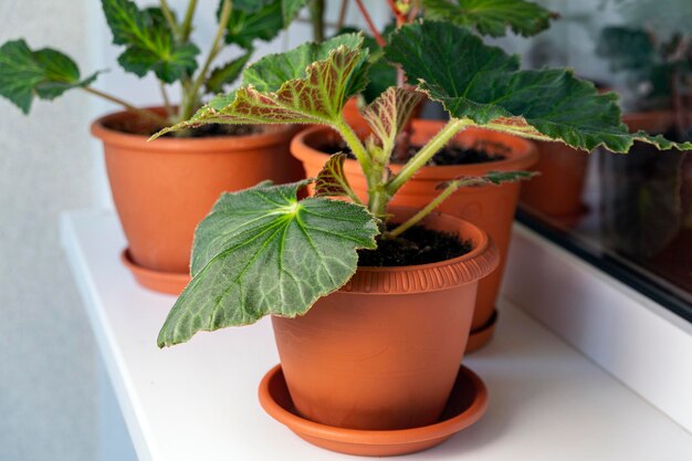 Brotes jóvenes y hojas de begonia tuberosa en una maceta en el alféizar de la ventana Hobby de flores caseras