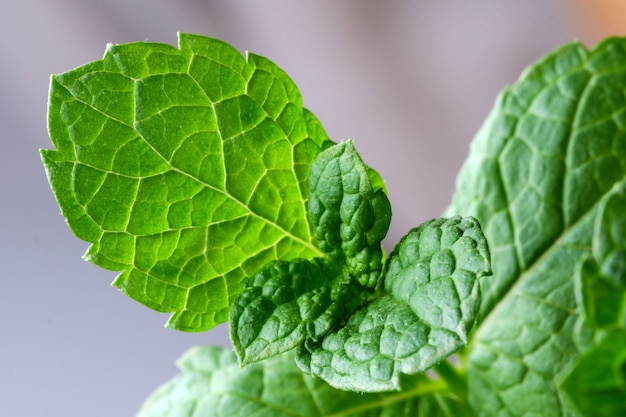 Foto brotes jóvenes y hojas de hierbabuena aromática fotografía macro de cerca