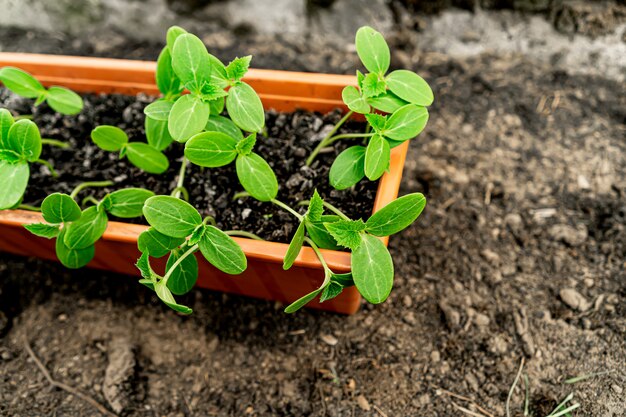 Brotes jóvenes de pepinos en la caja para plantar