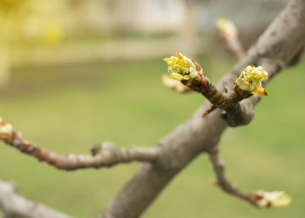 Brotes jóvenes en una pera en primavera