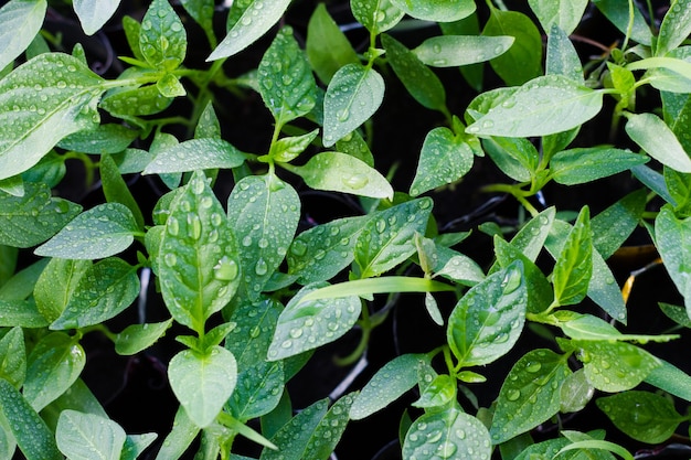 Brotes jóvenes de pimienta con gotas de agua