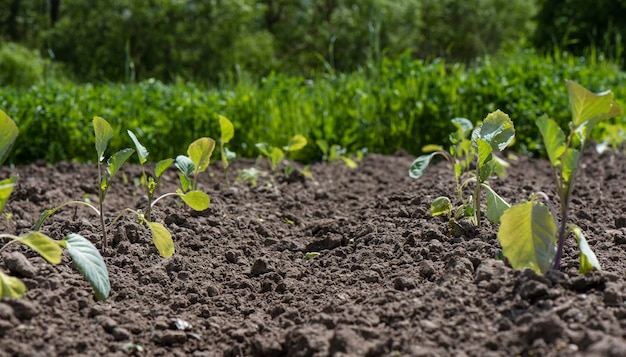 Brotes jóvenes de una planta en una cama