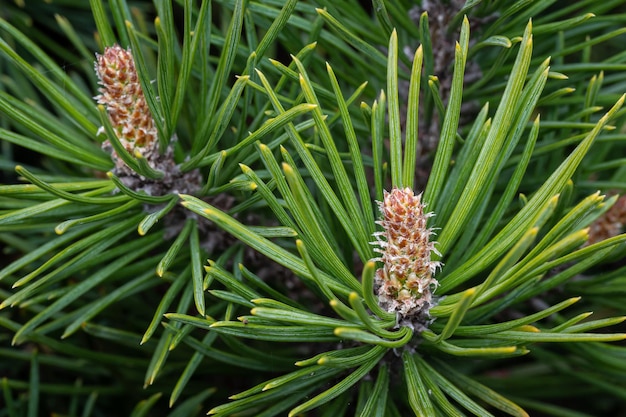 Brotes jóvenes en ramas de pino