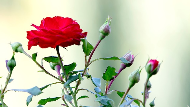 Brotes jóvenes de una rosa que recién están floreciendo.