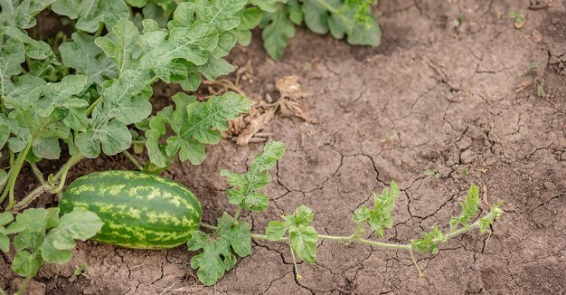 Brotes jóvenes de sandías En el campo abierto en el campo agrícola Cultivo de verduras orgánicas