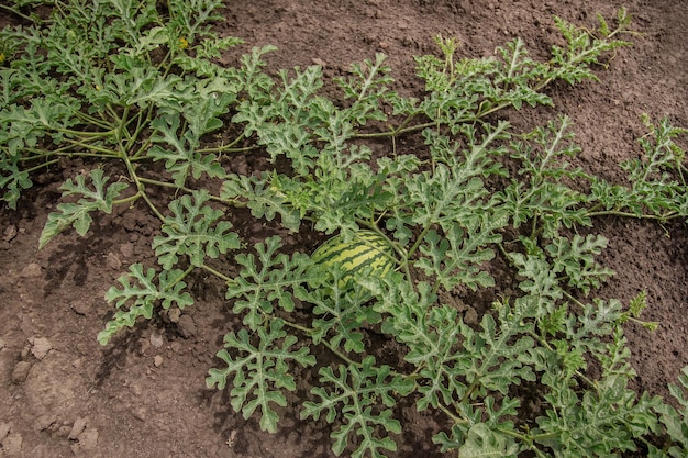 Brotes jóvenes de sandías en campo abierto en el campo agrícola