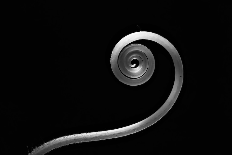 Foto brotes jóvenes tallos fondo negro / concepto de naturaleza primavera frescura fuerza salud, diseño de hojas verdes