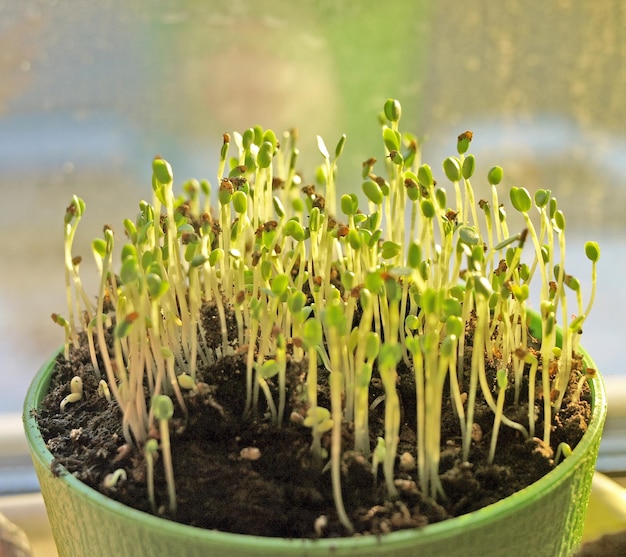 Brotes jóvenes de trébol miniverde verde primeras hojas a la luz del sol