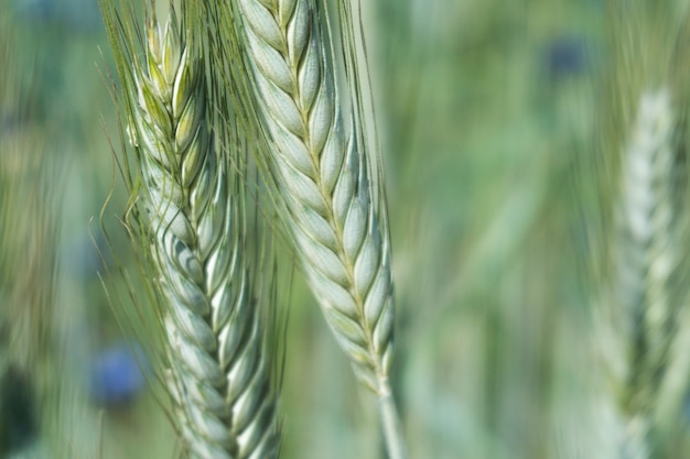 Brotes jóvenes de trigo en un campo verde