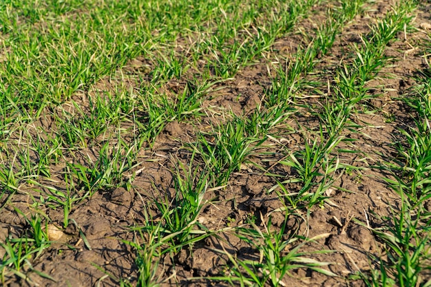 Brotes jóvenes de trigo de invierno de cultivos de cereales Brotes verdes de trigo en el campo Tierras agrícolas fértiles