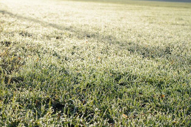 Brotes jóvenes de trigo de invierno soleado día de otoño