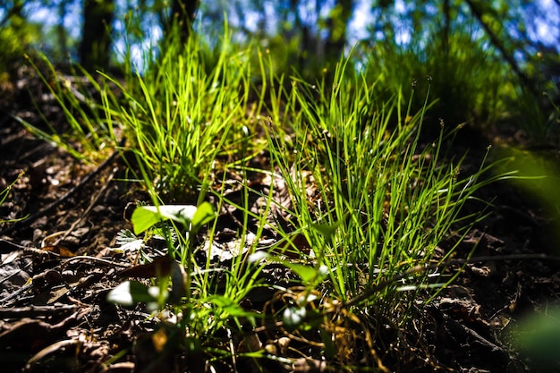 Brotes jóvenes de vegetación en primavera