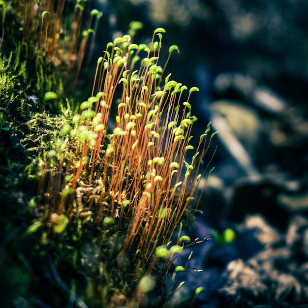 Brotes jóvenes de vegetación en primavera