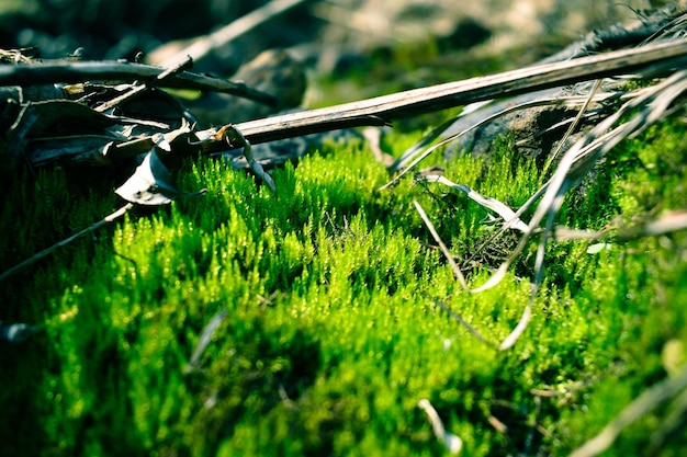 Brotes jóvenes de vegetación en primavera