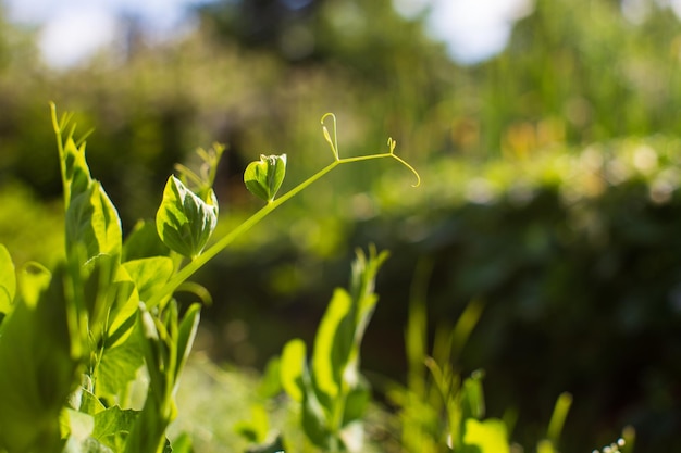 Brotes jóvenes verdes de guisantes de cerca en un día de verano en un jardín rural Planta agrícola que crece en la fila de la cama Cultivo de alimentos naturales verdes