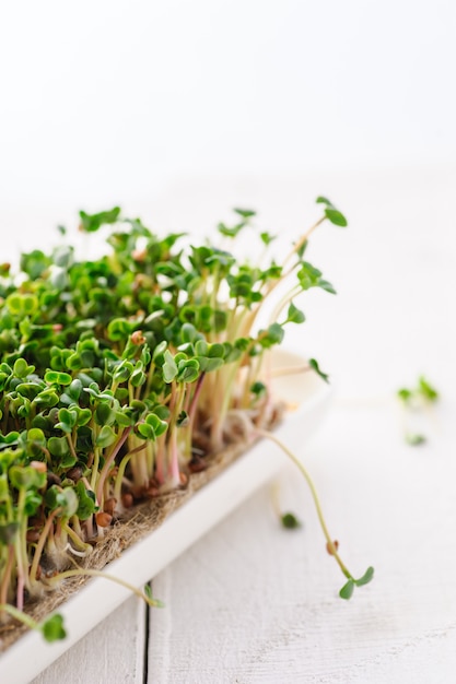 Foto brotes jóvenes y verdes de rábano microgreen cultivados en casa en una micro granja