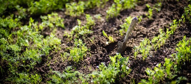 Brotes jóvenes de zanahorias bajo el sol Primer plano de tierra cultivada con brote Planta agrícola que crece en el jardín Cultivo de alimentos naturales verdes