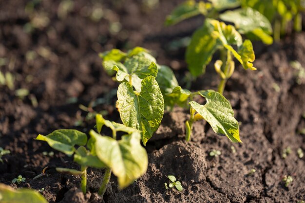 Brotes de judías verdes en la huerta de la granja, concepto de agricultura