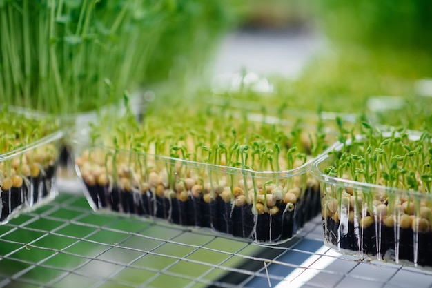 Brotes jugosos y jóvenes de micro verdes en invernadero. Cultivando semillas. Alimentación saludable.