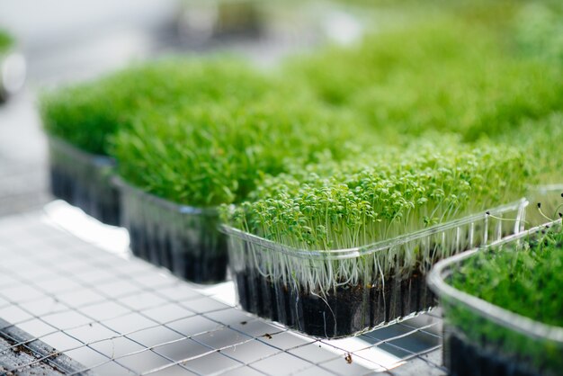 Brotes jugosos y jóvenes de micro verdes en invernadero. Cultivando semillas. Alimentación saludable.