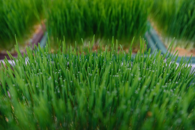 Brotes jugosos y jóvenes de micro verdes en invernadero. Cultivo de semillas. Alimentación saludable.