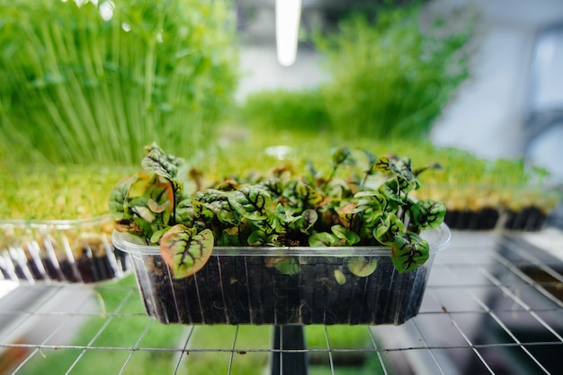 Brotes jugosos y jóvenes de micro verdes en invernadero. Cultivo de semillas. Alimentación saludable.