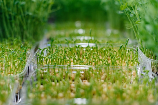 Brotes jugosos y jóvenes de microverduras en invernadero. Cultivo de semillas.