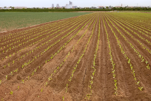 Brotes de lechuga baby en un suelo rojo claiy