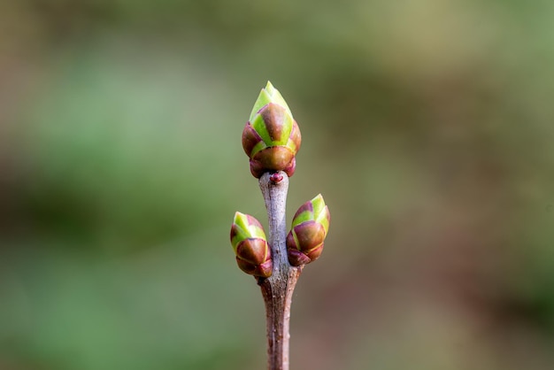 Los brotes de lila en una rama en la primavera Las ramas de los árboles con brotes verdes tiernos a principios de la primavera