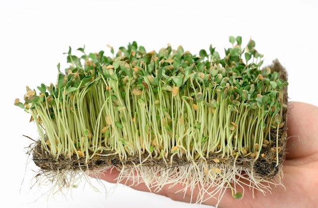 Brotes de lino verde sobre una superficie blanca, microgreen útil sobre una superficie blanca, cerrar